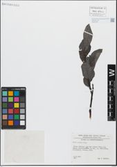 Foto von Salix glabra Scop.